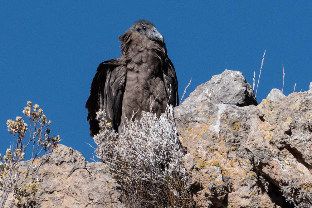 condor