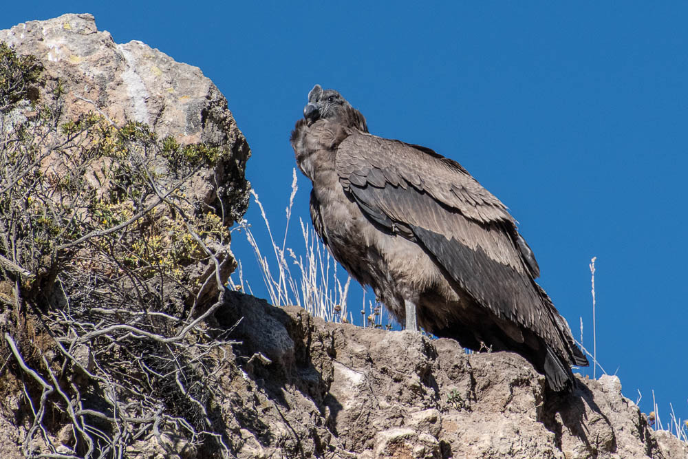 condor