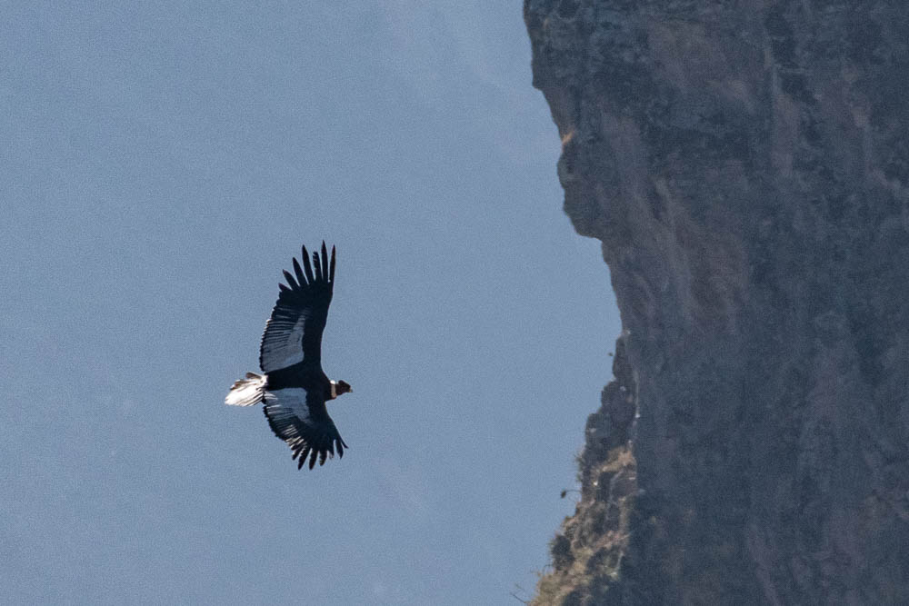 condor