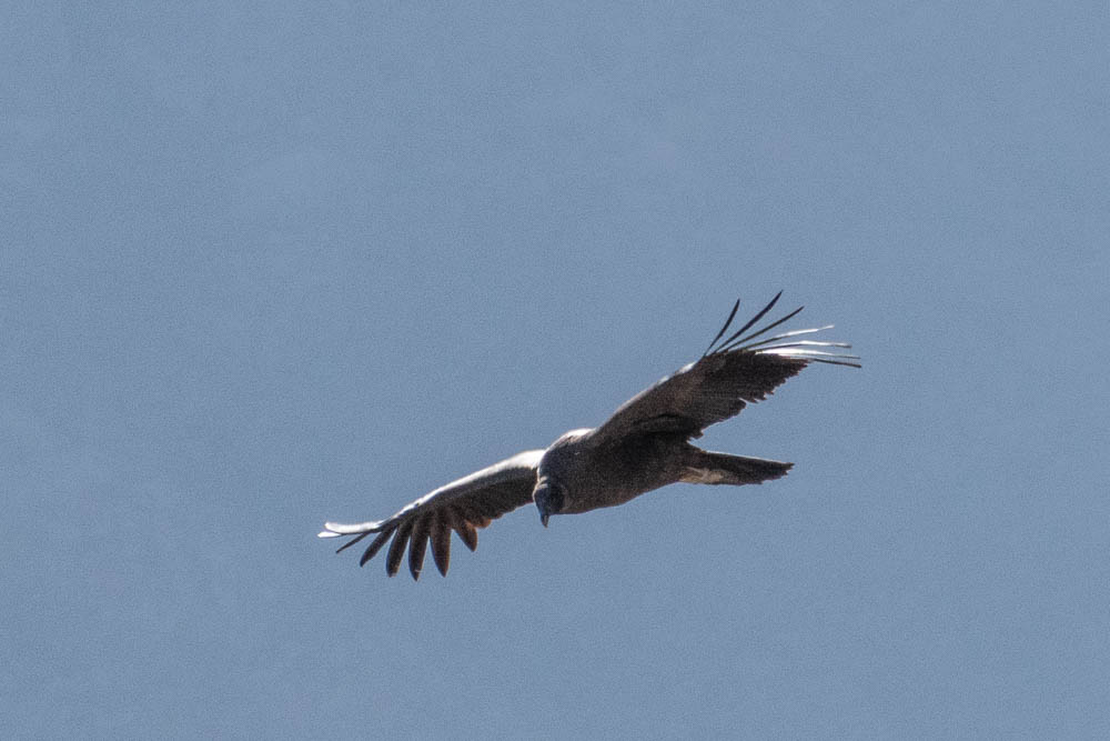 condor