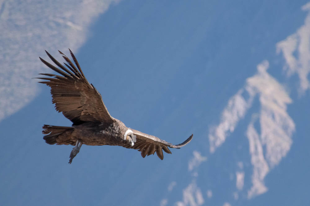 condor
