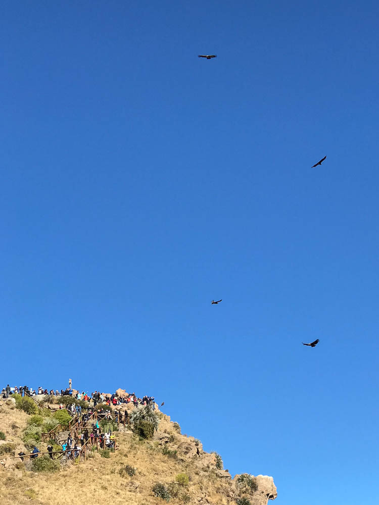 Colca Canyon condors
