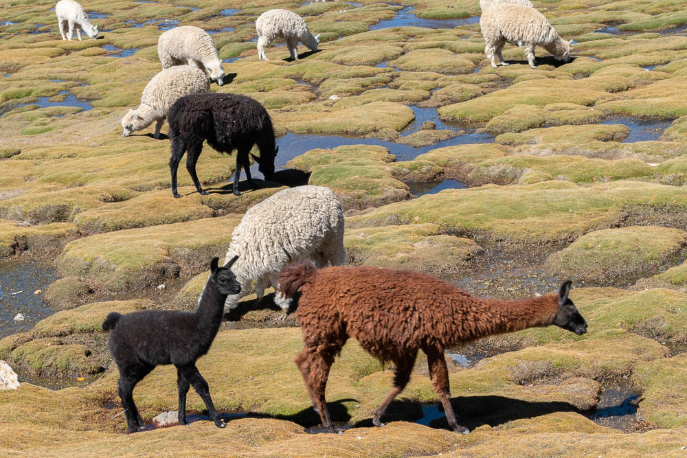 llamas