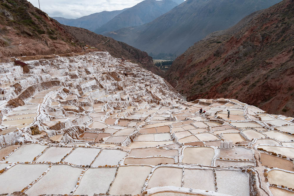 maras