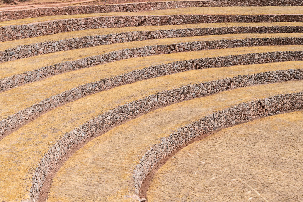 moray