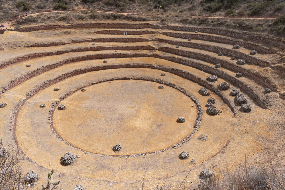 moray