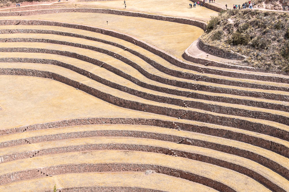 moray