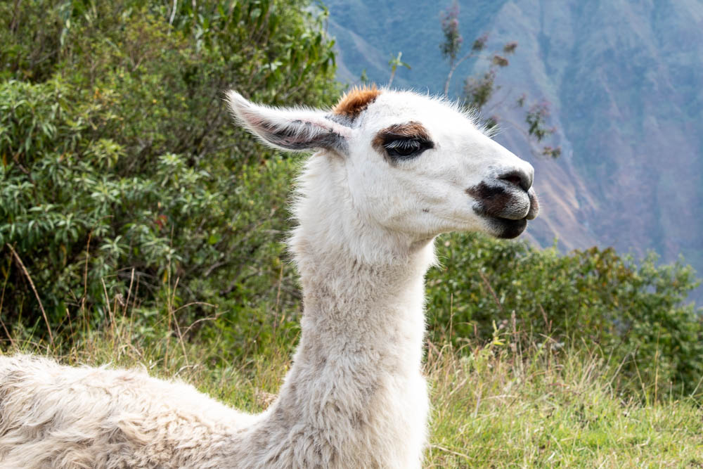 llama - Machu Picchu