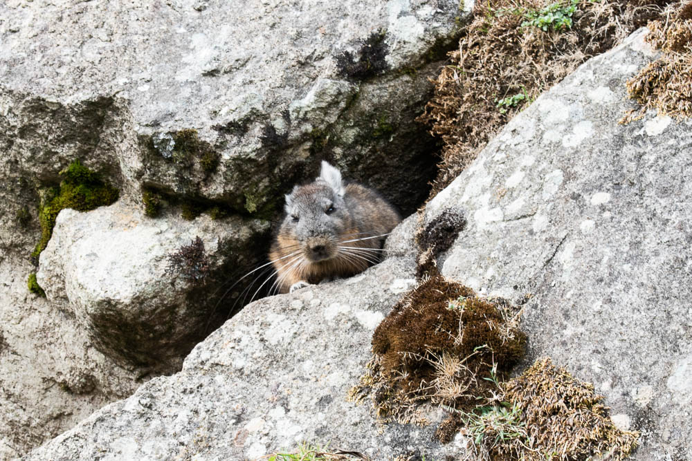 vizcacha