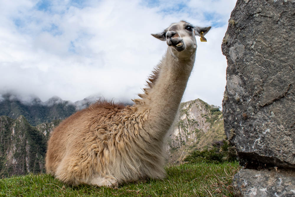 Llama - Machu Picchu