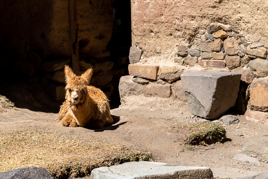 Llama
