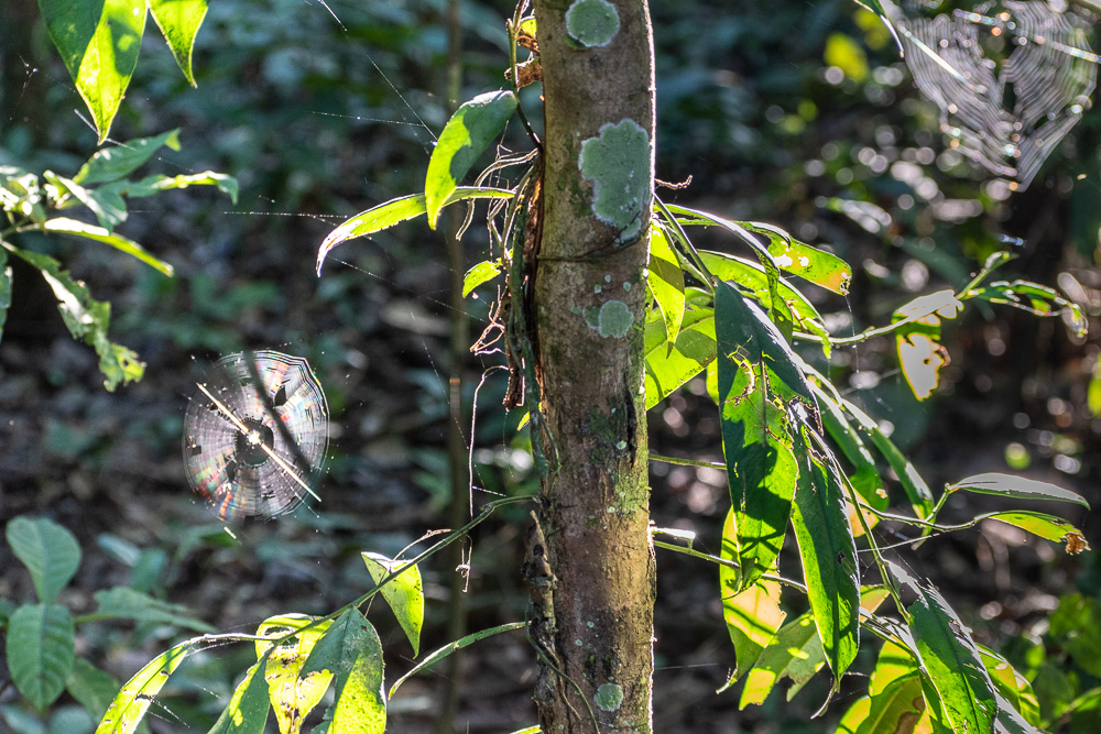 Peruvian Amazon