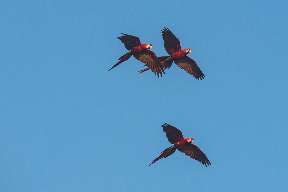 macaws