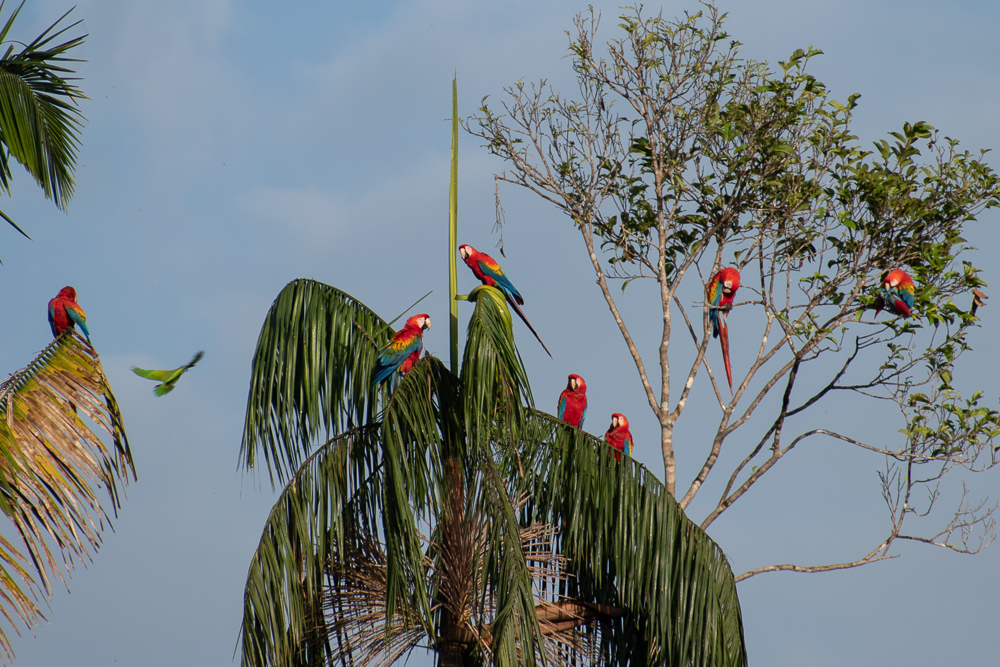 macaws
