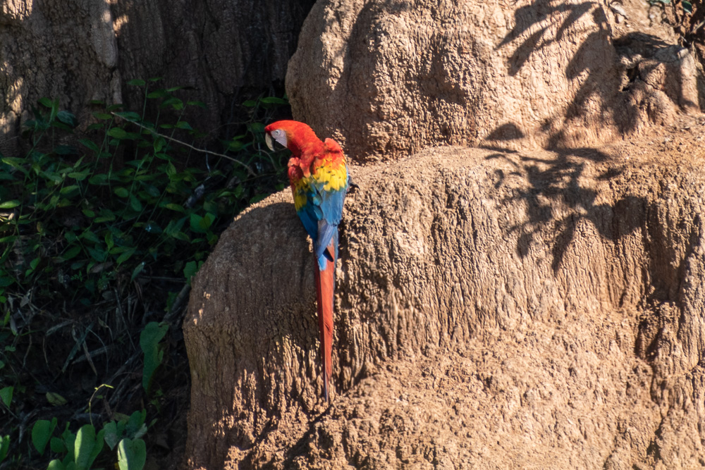 macaw on clay lick, Peruvian Amazon