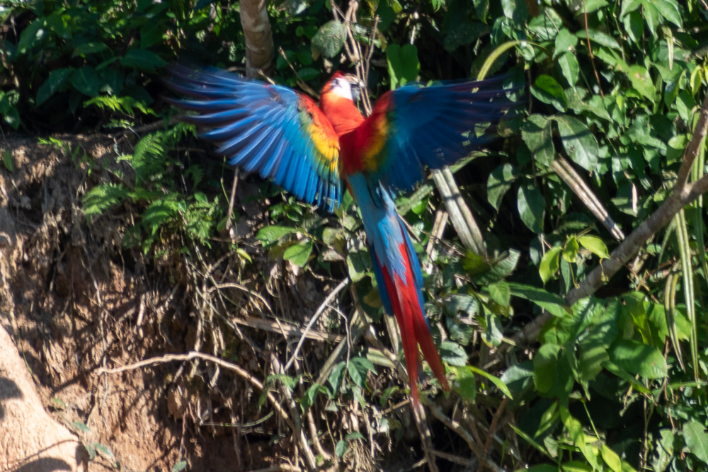 macaw