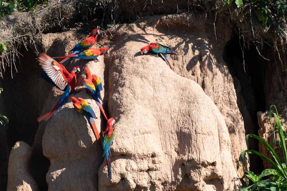 macaws