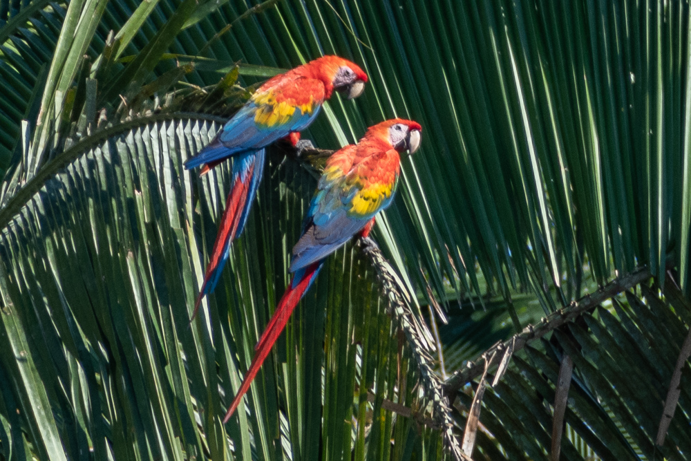macaws