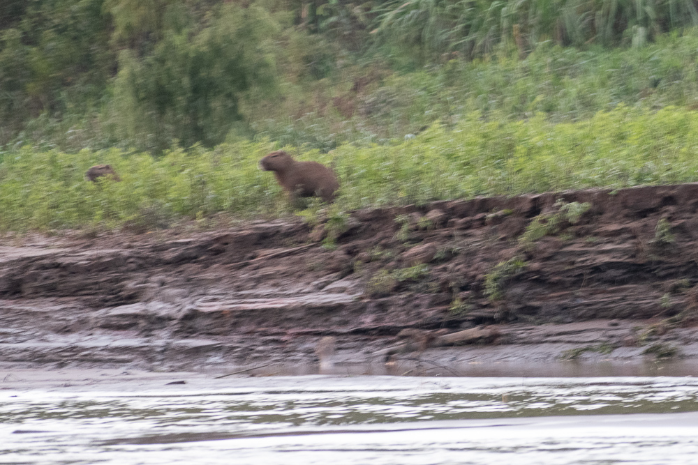 capybara