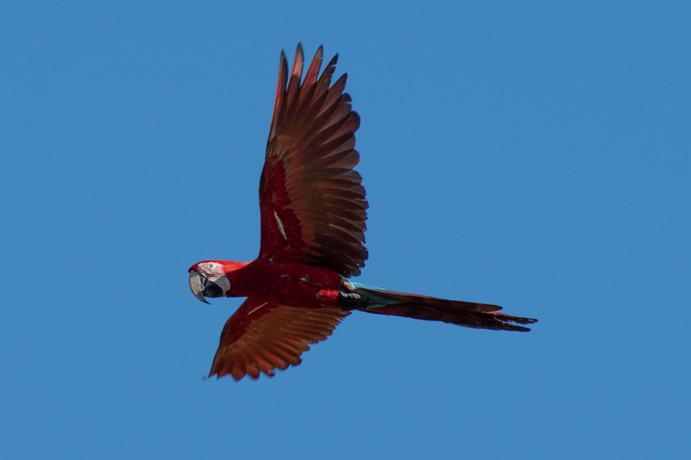 macaw