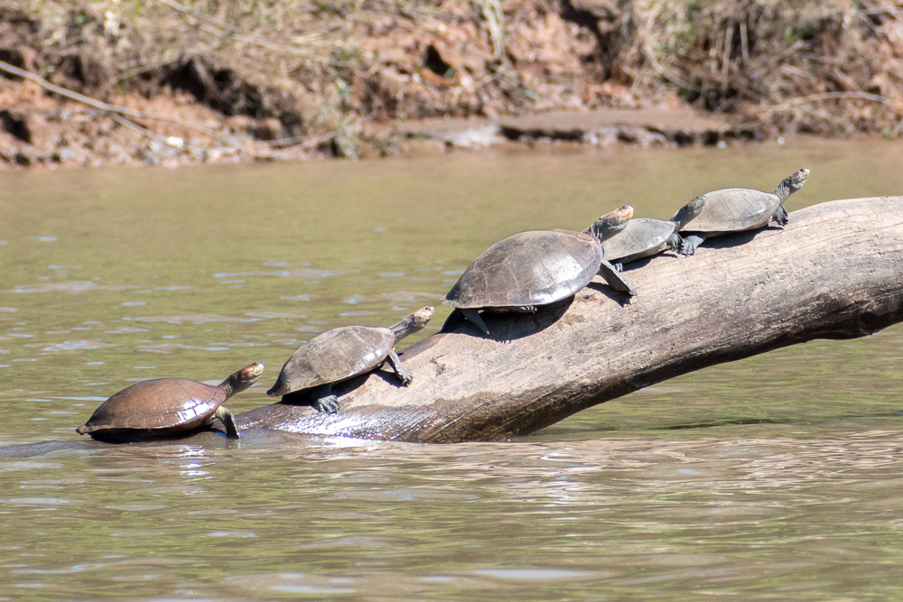 tortoises