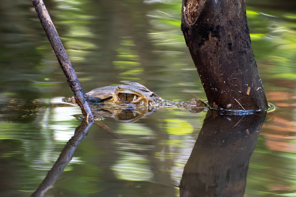 caiman
