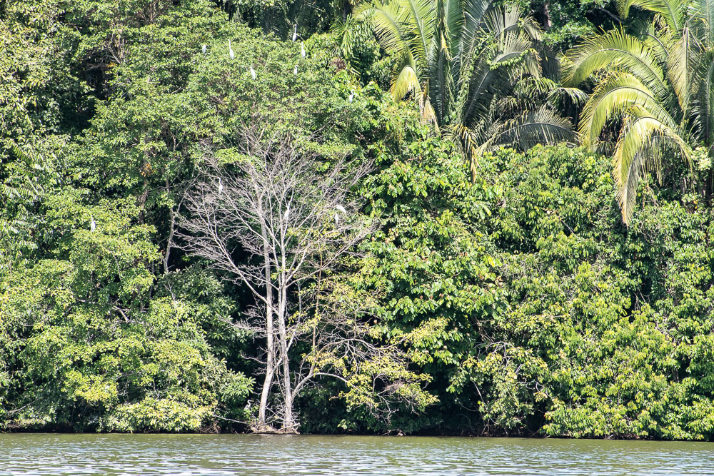 Lake Sandoval, Peruvian Amazon