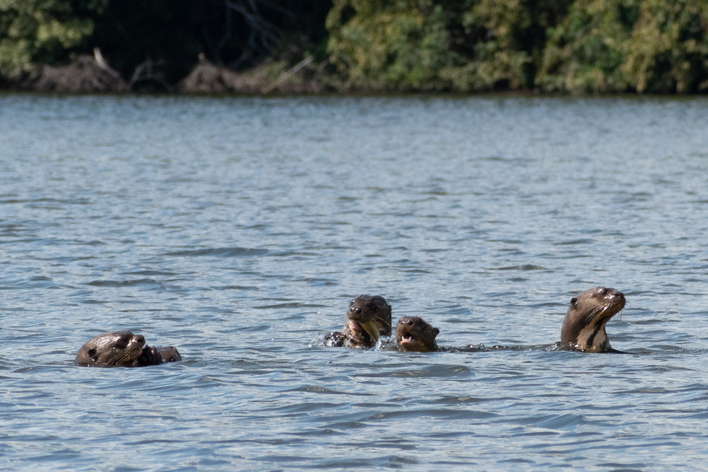 giant river otters