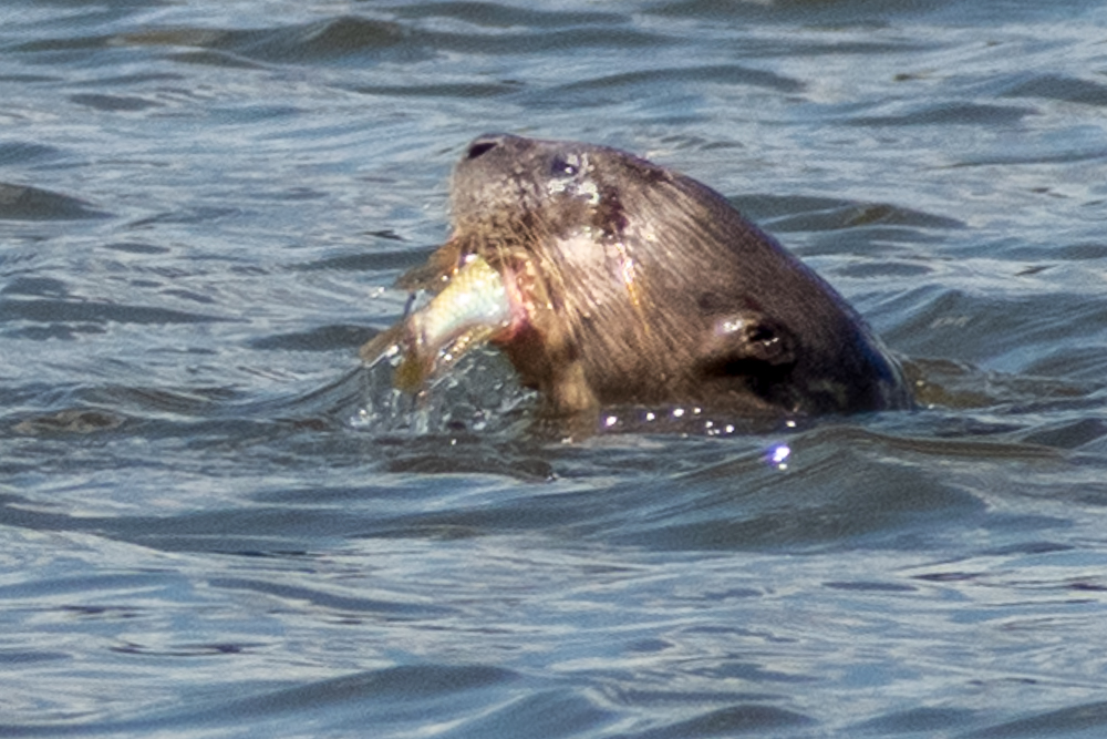 giant river otter, Peruvian Amazon