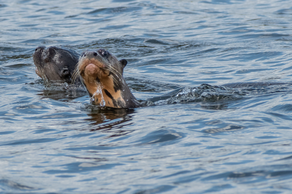 giant river otters