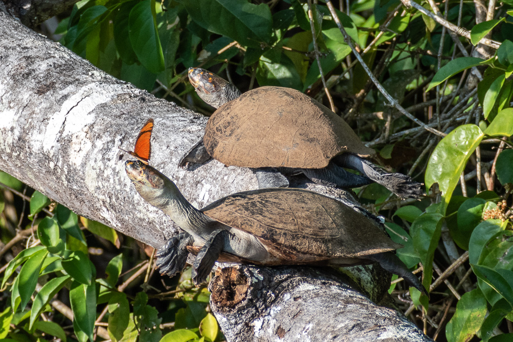 tortoise and butterfly