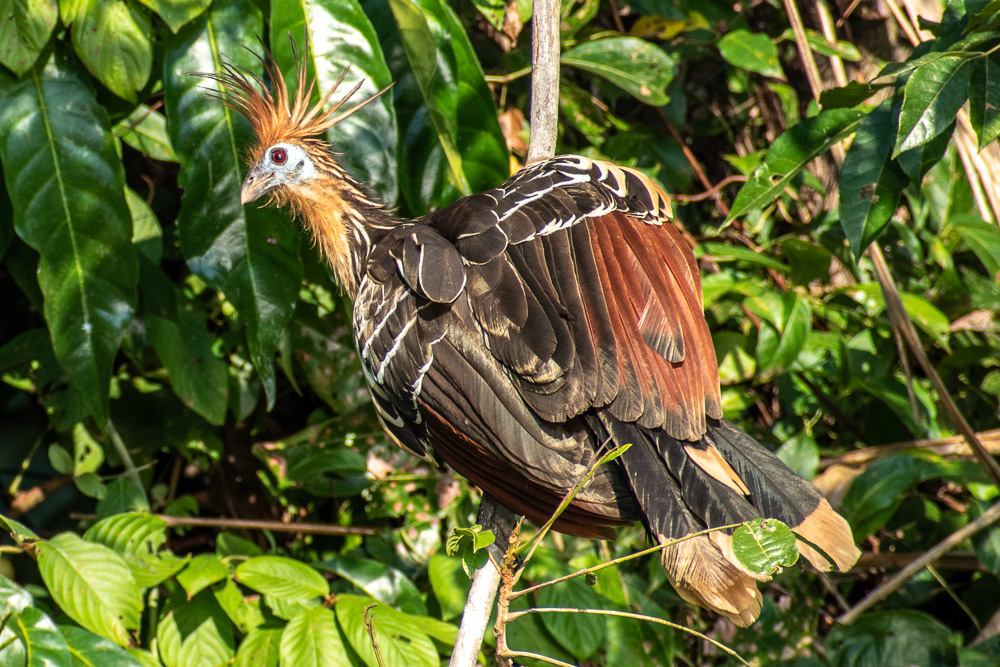 hoatzin