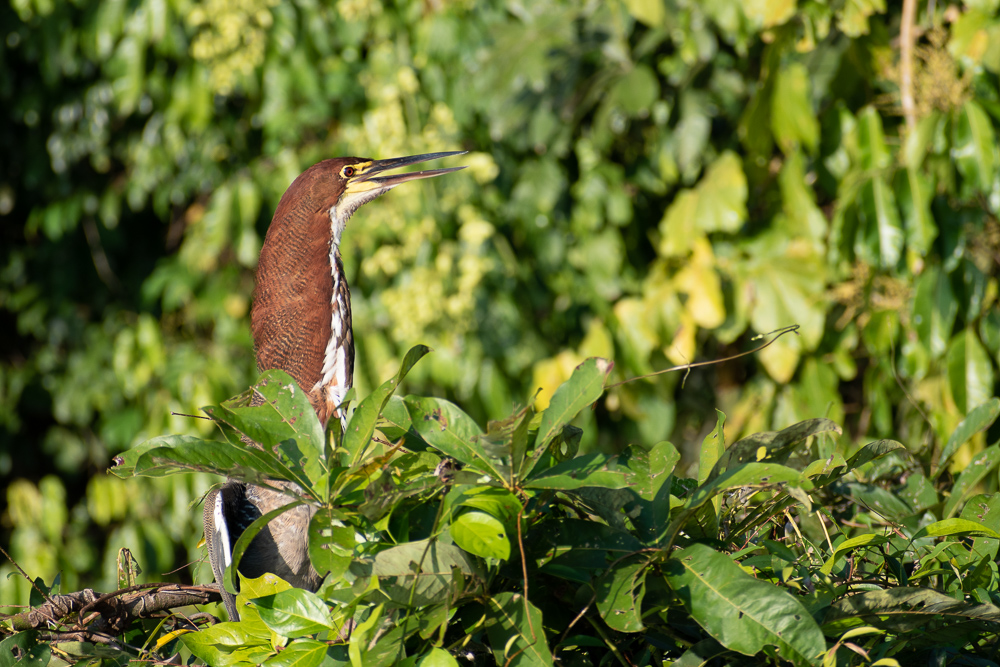 Lake Sandoval, Peruvian Amazon