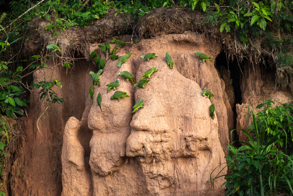 clay lick