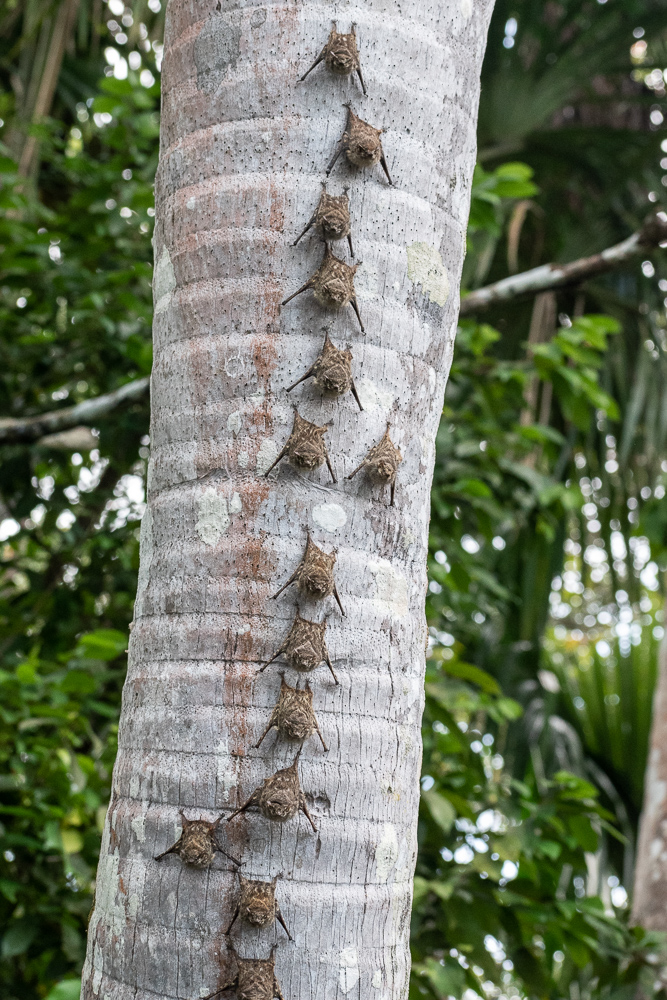 bats