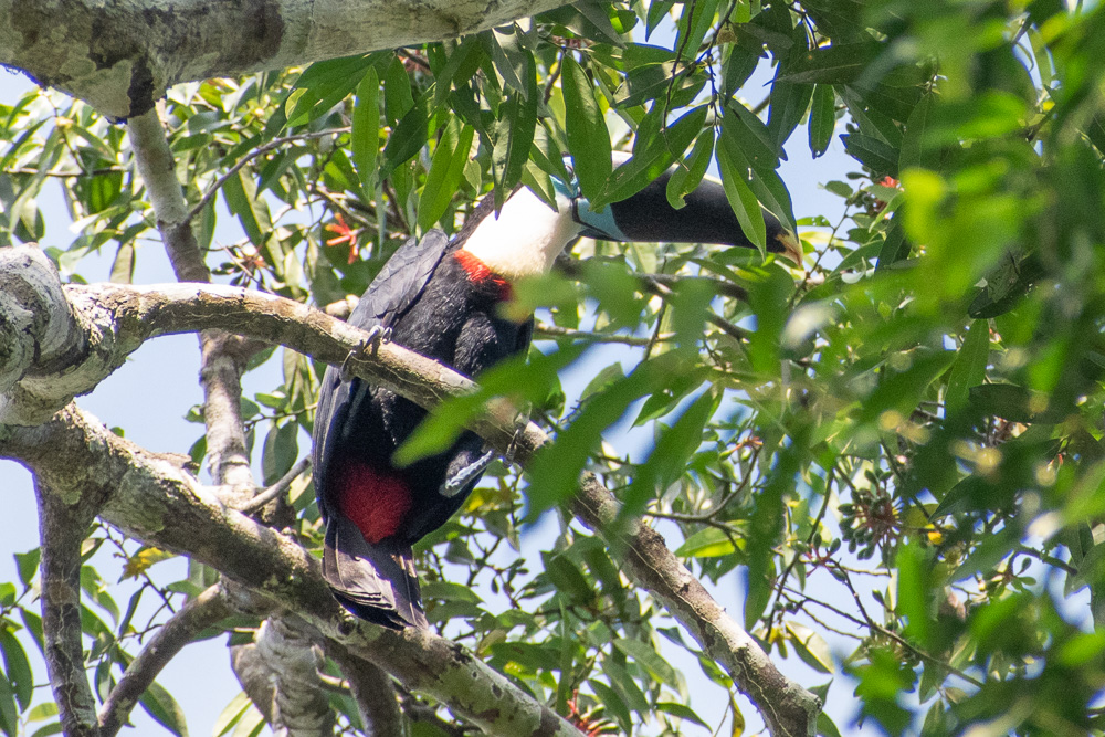 toucan