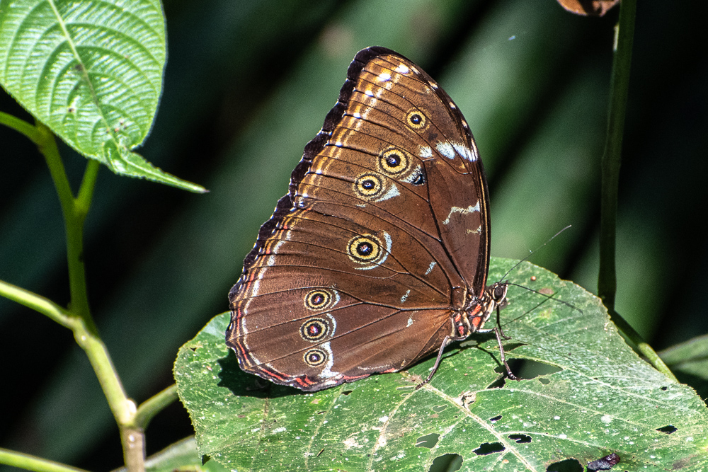 blue morpho