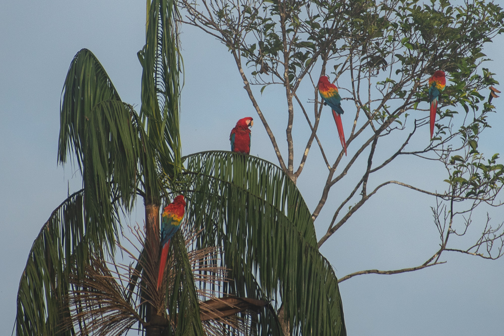 macaws in the Peruvian Amazon