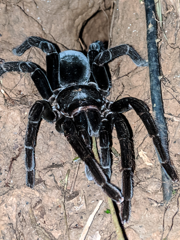 tarantula
