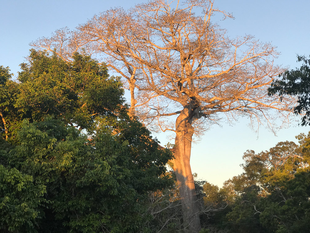 Peruvian Amazon