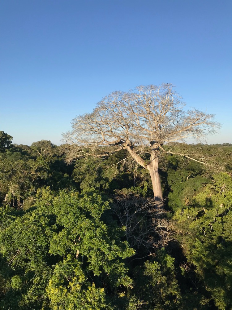 Peruvian Amazon