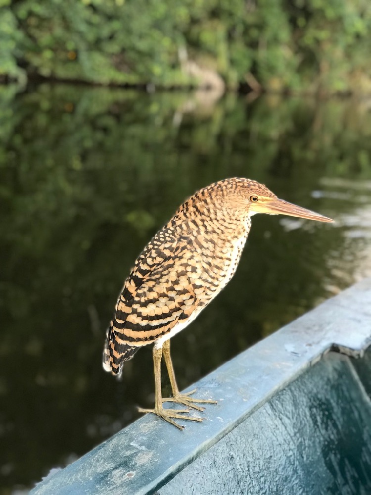 heron, peruvian amazon