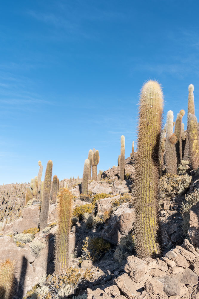 Cactus on Isla Incahuasi