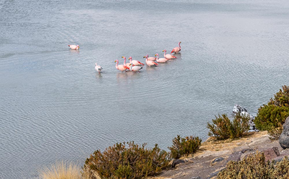 flamingos