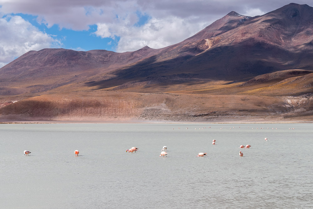 Flamingos in an Andean lake